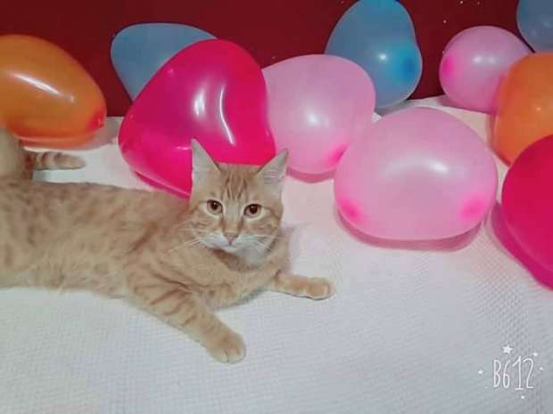 بالصور| "شقة وعيد ميلاد".. هدايا "سارة" لـ23 قطة أنقذتهم من الشارع