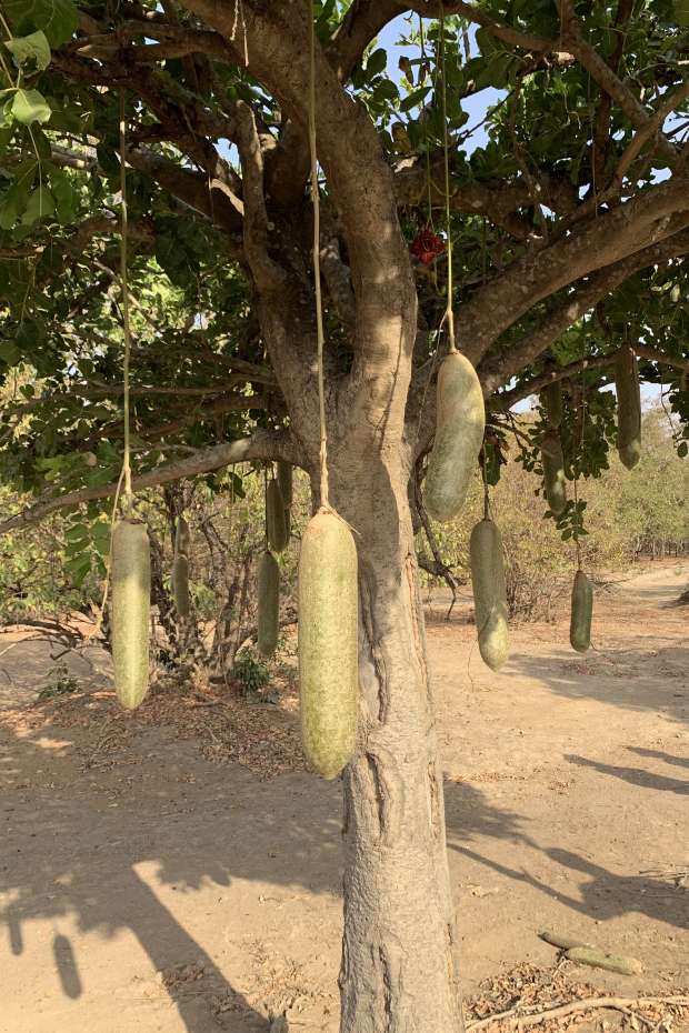 شجرة «السجق» لعلاج كل الأمراض.. لماذا سُميت بهذا الاسم؟ - التقرير