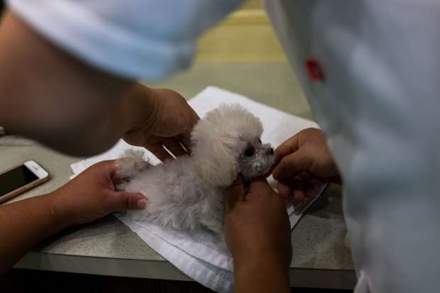بالصور| كيف تعالج الصين الكلاب والقطط المصابة بـ"الشلل"؟