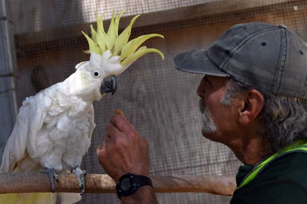 سجن أسترالي يعيد تأهيل نزلائه برعاية وعلاج الحيوانات الضالة