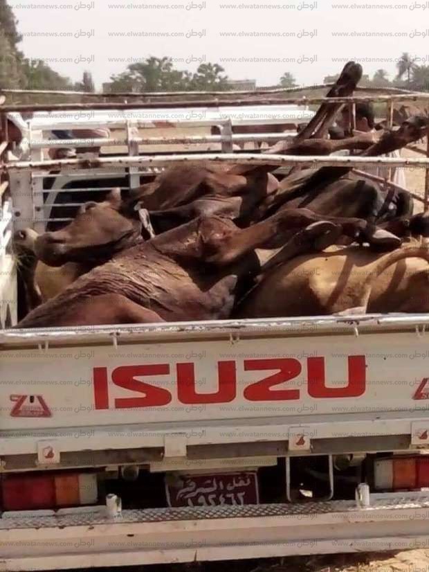 صور..القبص على شخصين ذبحا 22 ماشية نافقة لبيعها في العيد