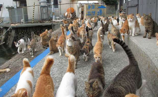 القطط في الجزر اليابانية