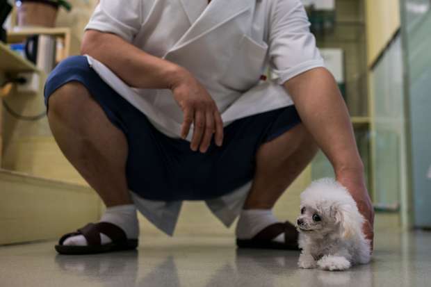 بالصور| كيف تعالج الصين الكلاب والقطط المصابة بـ"الشلل"؟
