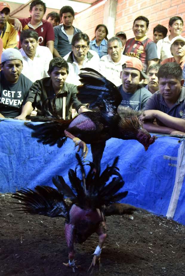 بالفيديو والصور| "صراع الديوك".. رياضة من نوع خاص في بوليفيا