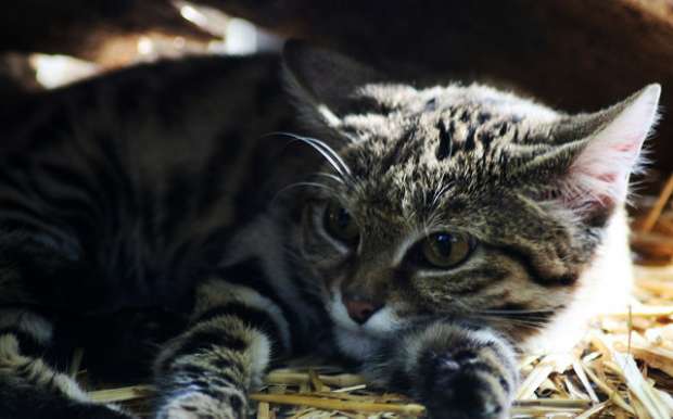 بالصور| أخطر قطة في العالم.. في وزن "كيس السكر"