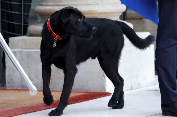 تعرف على سر اختيار الرئيس الفرنسي ماكرون لاسم كلبه الجديد "نيمو"