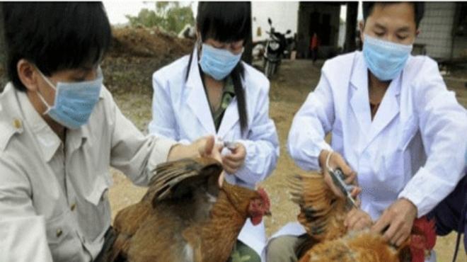  ظهور أول حالة إنفلونزا الطيور من سلالة (إتش7 إن 9) في مقاطعة فوجيان بالصين 