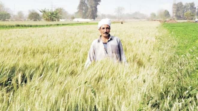  مزارعون: أسعار توريد القمح خربت بيوتنا