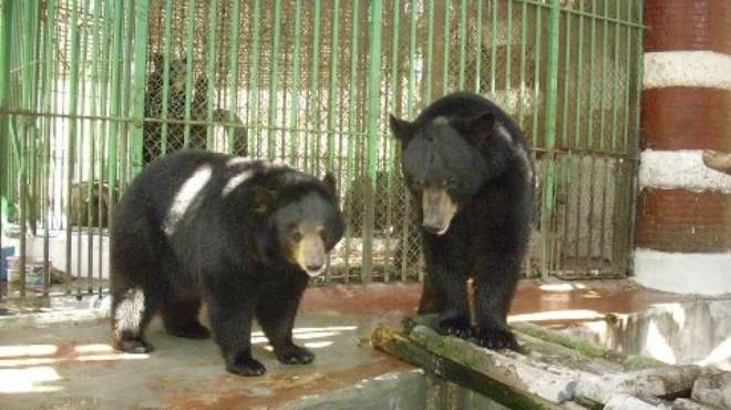 جرعات تخدير زائدة وراء وفاة «الدببة» فى حديقة الحيوان