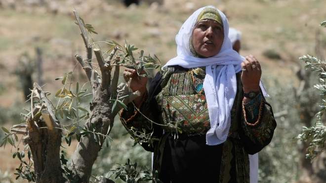  مستوطنون يهود يقتلعون أشجار الزيتون بقرية التينة في فلسطين 