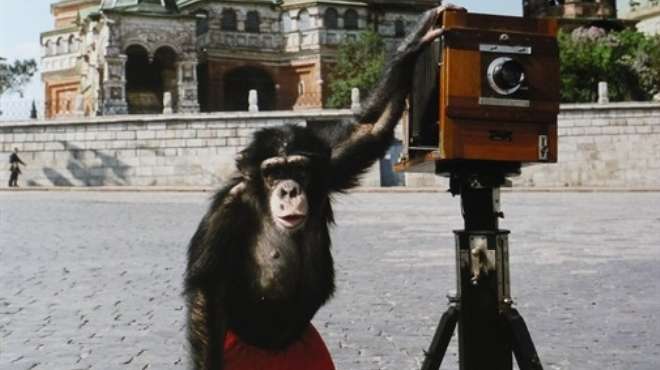 بيع صورة فوتوغرافية التقطها شامبانزي بمبلغ 77 ألف دولار في مزاد علني بلندن