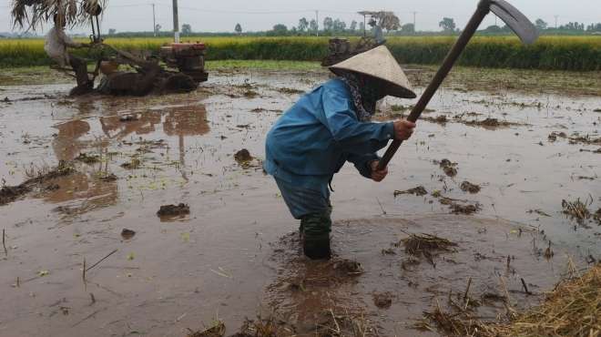  مخاوف من تدهور شركات الأرز التابعة للدولة نتيجة غياب قرار تكوين احتياطي 