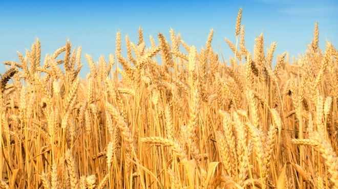 زيادة إنتاجية القمح عن العام الماضي بأسيوط.. و300 ألف فدان ذرة شامية ورفيعة