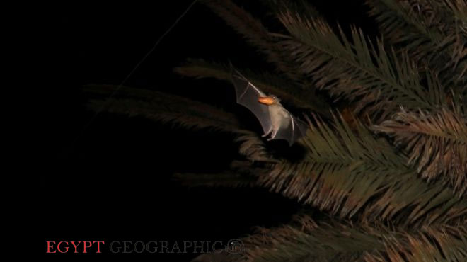  الخفافيش تستخدم أوراق الأشجار كمكبرات صوت 