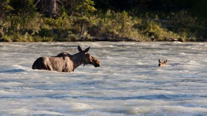 بالصور|  غزالة أمريكية تنقذ صغيرها من الغرق في نهر بغابة كندية 