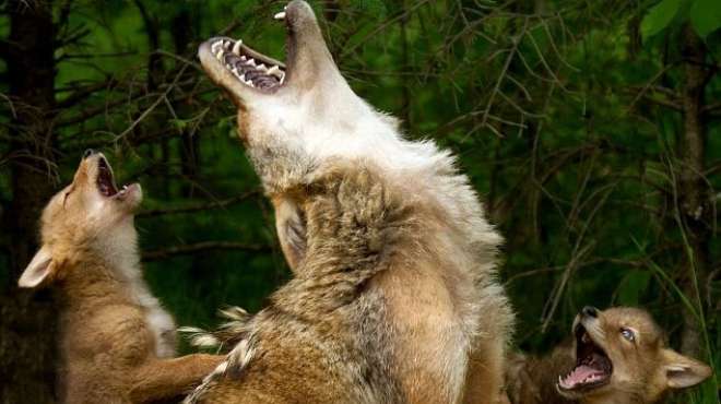 بالصور| أنثى الذئب تعلم صغارها العواء في إحدى الغابات الأمريكية