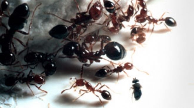 دراسة أمريكية: النمل يستطيع تخليص العالم من الاحتباس الحراري 