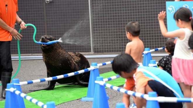 بالصور| أسد البحر يرش المياه على زائري حديقة في اليابان