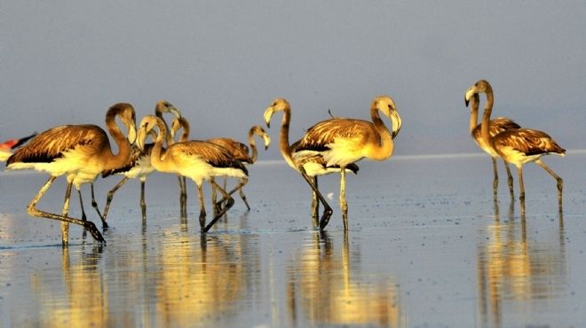 بالصور| طيور الفلامنجو تستعد للهجرة السنوية من تركيا مع اقتراب فصل الصيف من نهايته 
