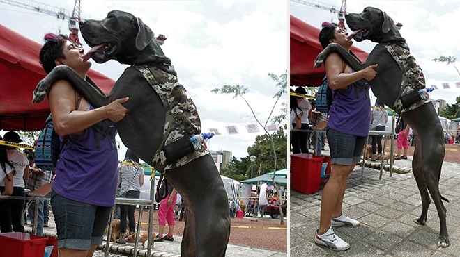 بالصور| مظاهرة تطالب البرلمان بتجريم الاعتداءات على الكلاب في كوستاريكا
