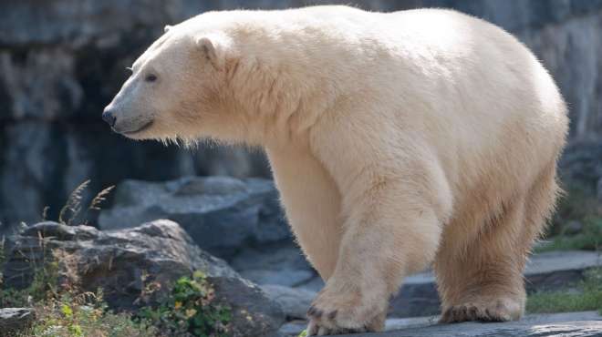  بالصور| الدب القطبي 