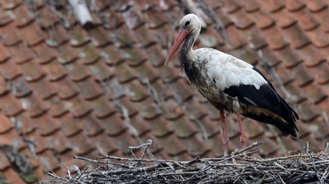  بالصور| طيور اللقلق في قرية زيوكو البولندية أكثر من السكان 
