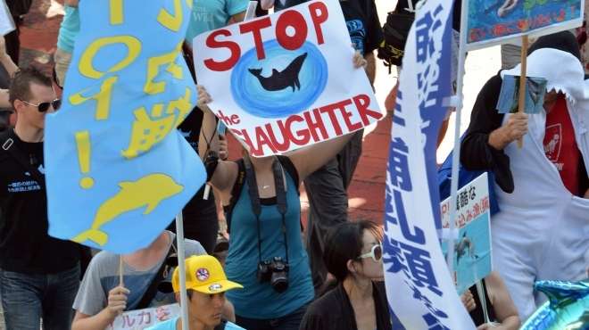  بالصور| مظاهرات في اليابان ضد صيد الدلافين 