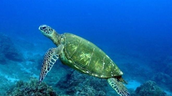  السلاحف الخضراء في البحر الأحمر مهددة بالانقراض 