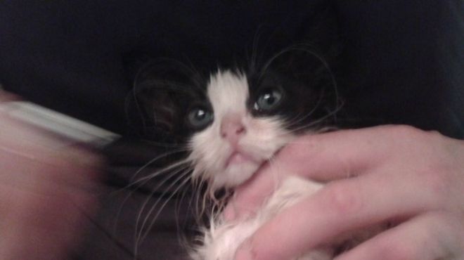  بالصور| فتاة تنقذ قطة ضالة بعد أن أصابها فقر الدم بسبب البراغيث
