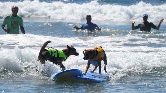  بالصور| كاليفورنيا تنظم مسابقات لتزلج الكلاب على الأمواج