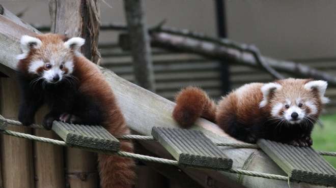بالصور| صغيرا الباندا الحمراء المهددة بالانقراض يحظيان بالعناية في حديقة حيوان 