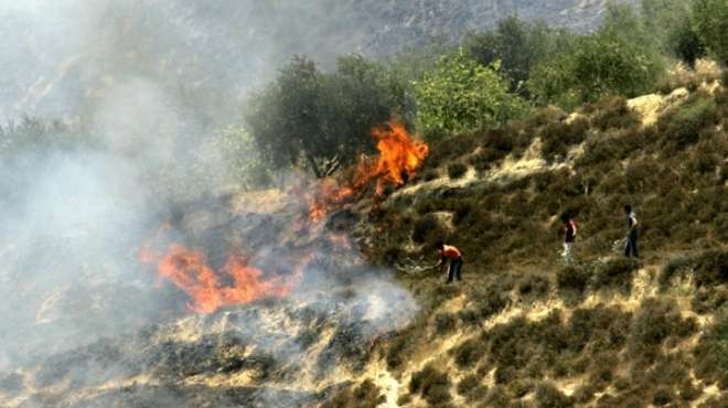  المستوطنون اليهود يحرقون أشتال الزيتون بمزارع الفلسطينيين ببيت لحم 