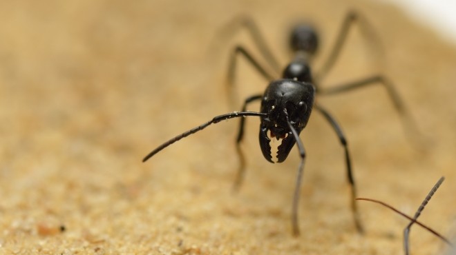  معرض بباريس يلقي الضوء على تاريخ حياة النمل