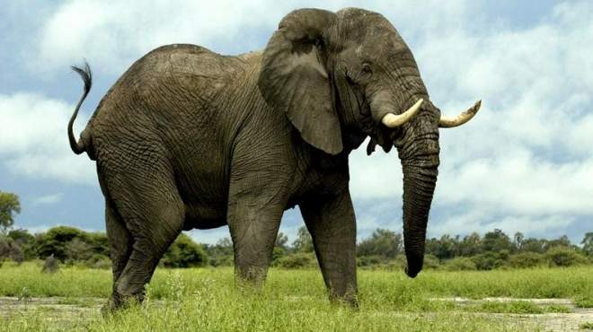  دراسة: الفيلة الضخمة في تنزانيا تواجه خطر الانقراض 