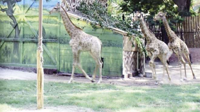 حديقة حيوان الجيزة تستقبل 3 زرافات جديدة بعد 5 سنين غياب