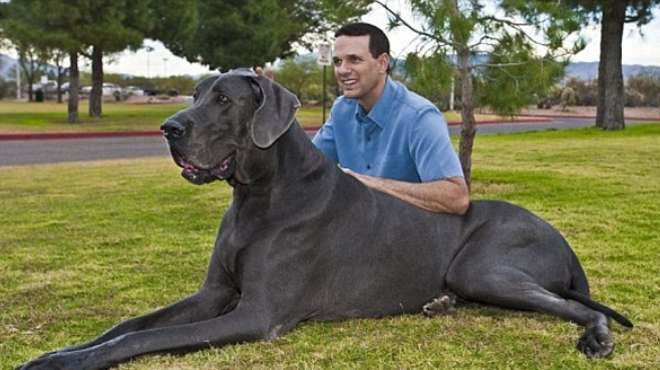  بالصور| وفاة أطول كلب في العالم بولاية أريزونا 