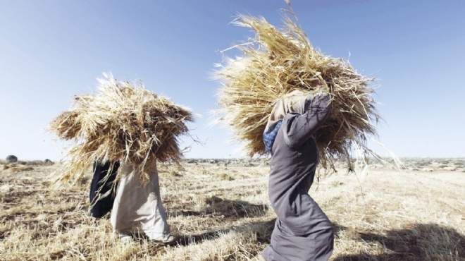  خبير بورصات الحبوب العالمية: أرقام الحكومة عن إنتاج القمح كاذبة ومبالغ فيها