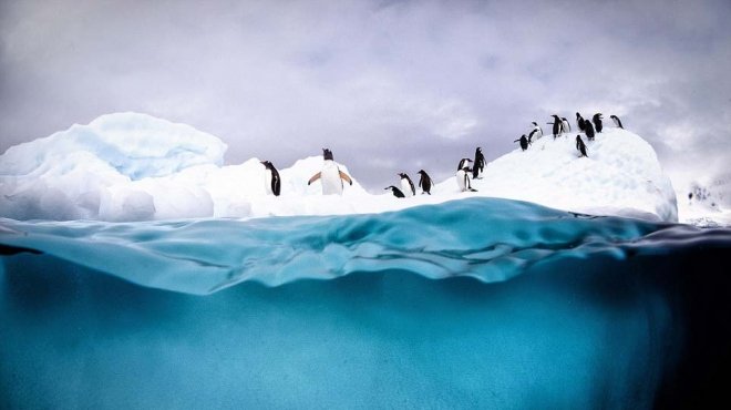 بالصور| بطاريق القطب الجنوبي تلهو في الجليد والماء المثلج