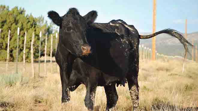السعودية تفرض حظرا مؤقتا على استيراد الأبقار الأمريكية بسبب جنون البقر 