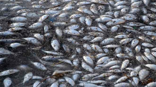 نفوق 200 طن أسماك في محافظة البحيرة ومخاوف من تسربها للأسواق