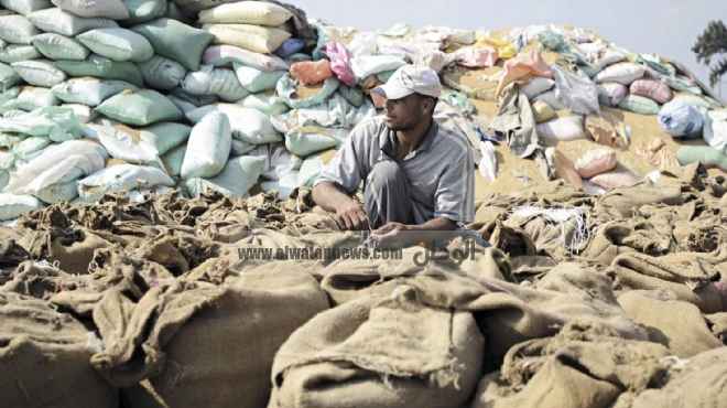 القمح ثروة مصر المهدرة