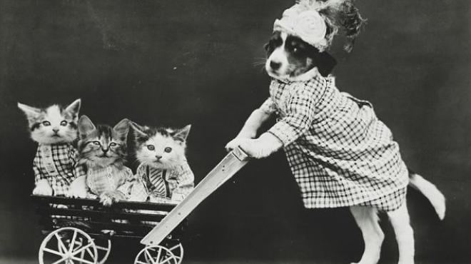 بالصور| مصور يجسد بالقطط والكلاب مواقف للبشر في بدايات القرن العشرين