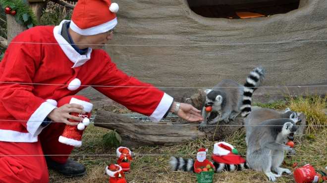 بالصور| حدائق حيوان فرنسا وطوكيو تقدم هدايا الكريسماس لحيواناتها