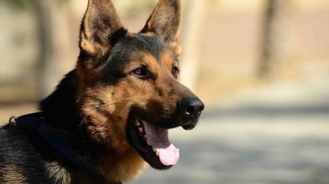 بالفيديو| الكلاب البوليسية على «خط المواجهة» مع الإرهاب