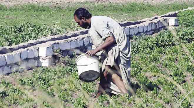 72% من خضراوات وفواكه مصر مسممة بـ «متبقيات المبيدات»