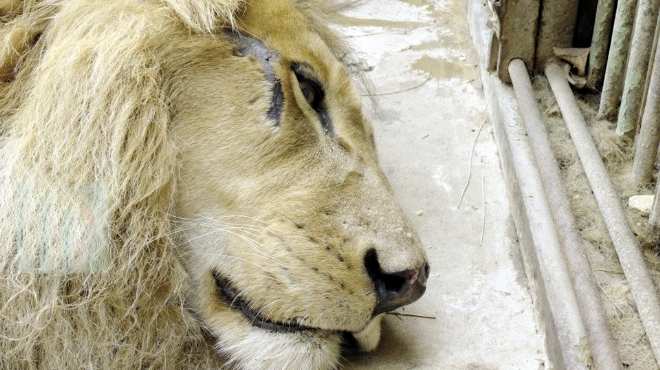 مناشدة لـ«مرسى» لإنقاذ حدائق الحيوان: يا دى الذل ويا دى العار