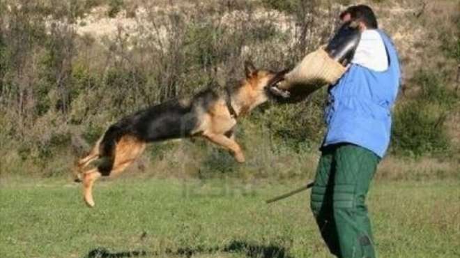 مركز لتدريب الكلاب على كشف المتفجرات.. «حين تكون مكافحة الإرهاب مصدراً للدخل»