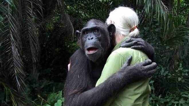  بالصور| شمبانزي تحتضن طبيبتها بعد أن أنقذتها من الموت 
