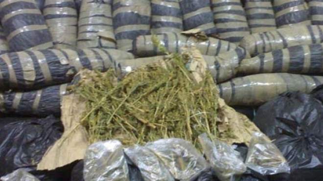 ضبط 1.5 طن من مخدر البانجو في السويس