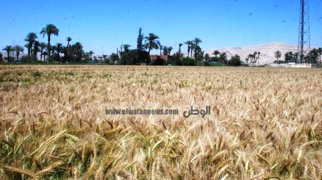 مزارعو أسيوط يهددون بالامتناع عن زراعة القمح بسبب تدني سعر الأردب
